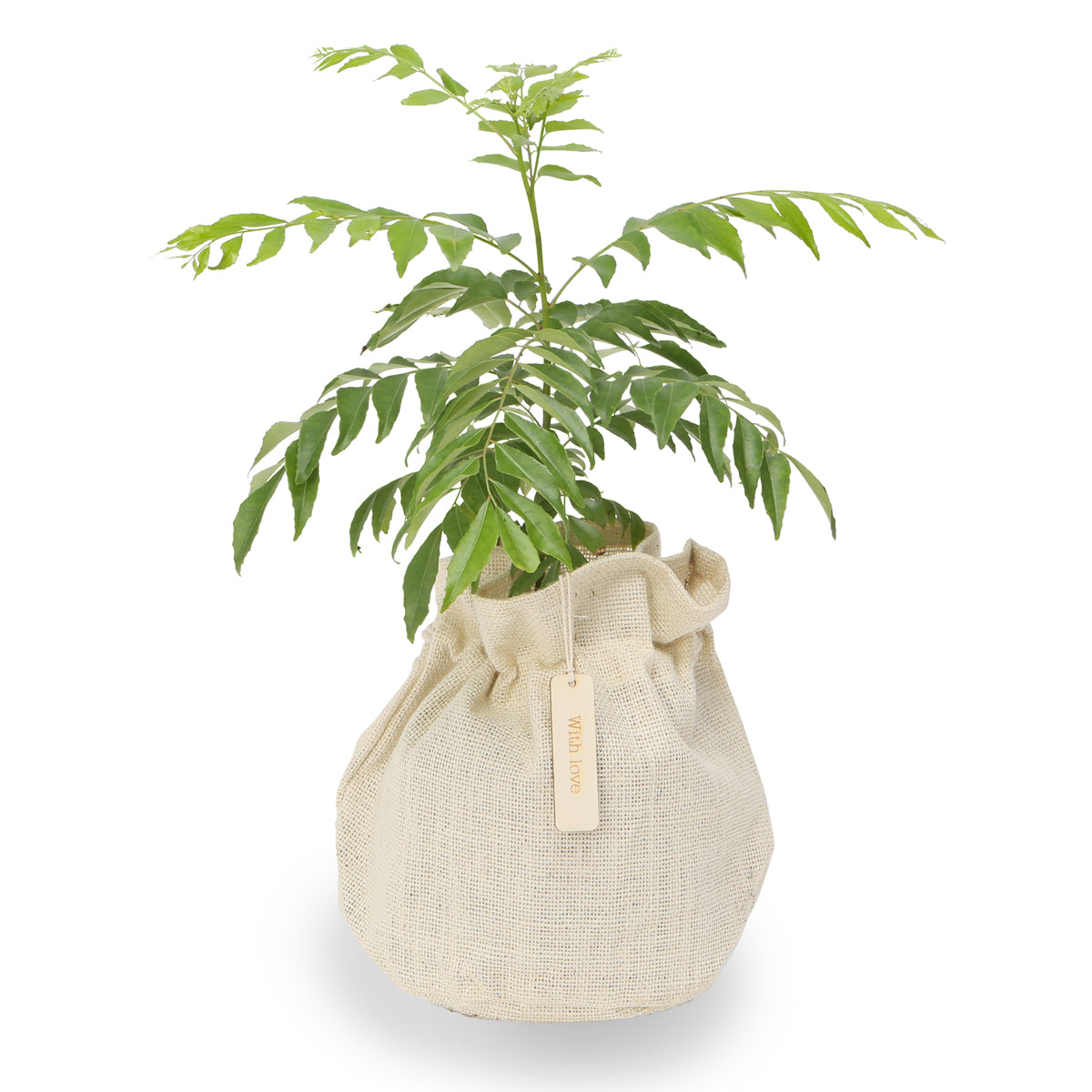 Aromatic Curry tree gift