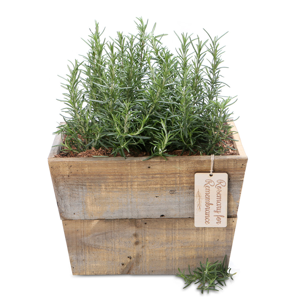 rosemary remembrance planter