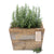 rosemary remembrance planter