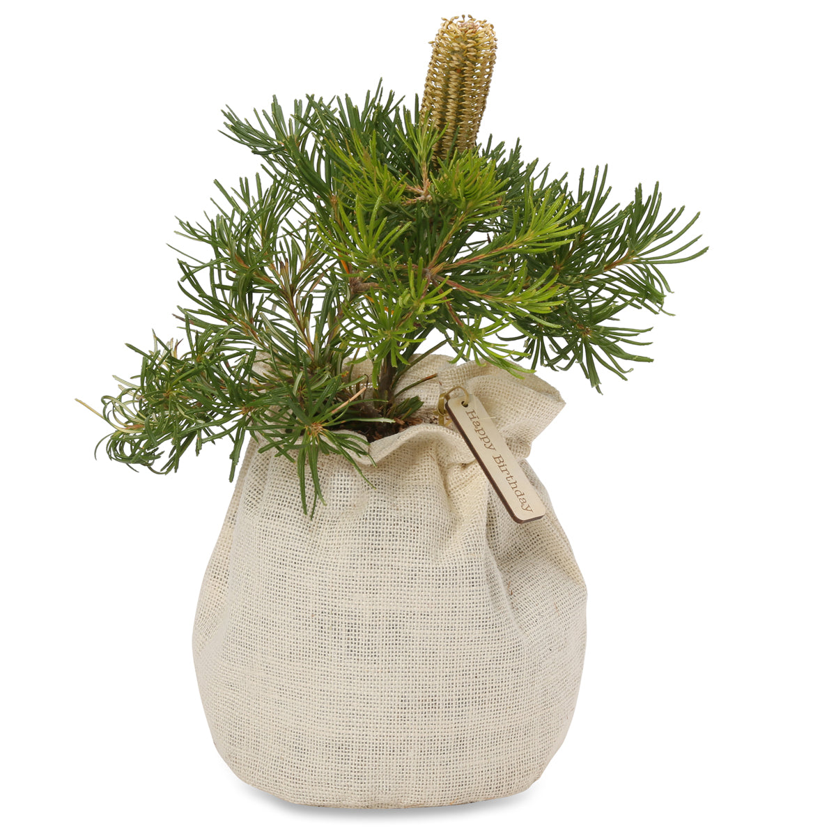 Banksia Birthday candles native gift tree