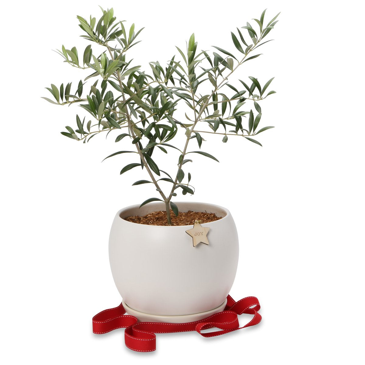 Potted Olive Christmas trees