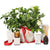 Christmas fragrant gardenia indulgent hamper