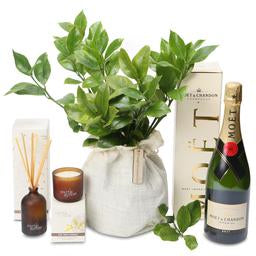 Housewarming Plants & Celebration hampers