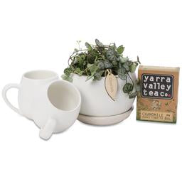 Get Well Soon Plant Gifts