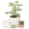 Outdoor Native Plants & Tree Gifts