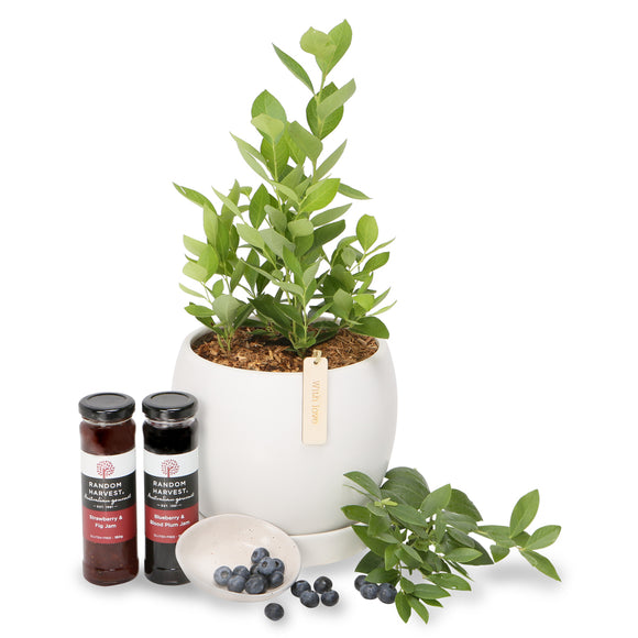 Birthday Plant Gifts