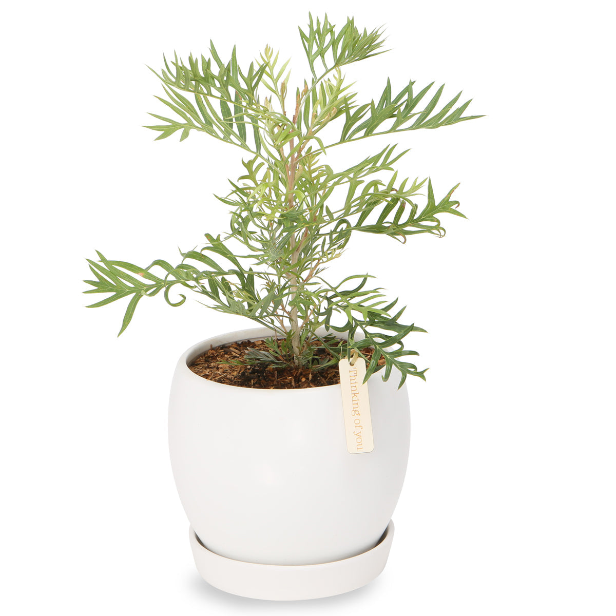 Flowering native grevillea globe bowl