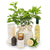 Limoncello lemonicious tree celebration hamper