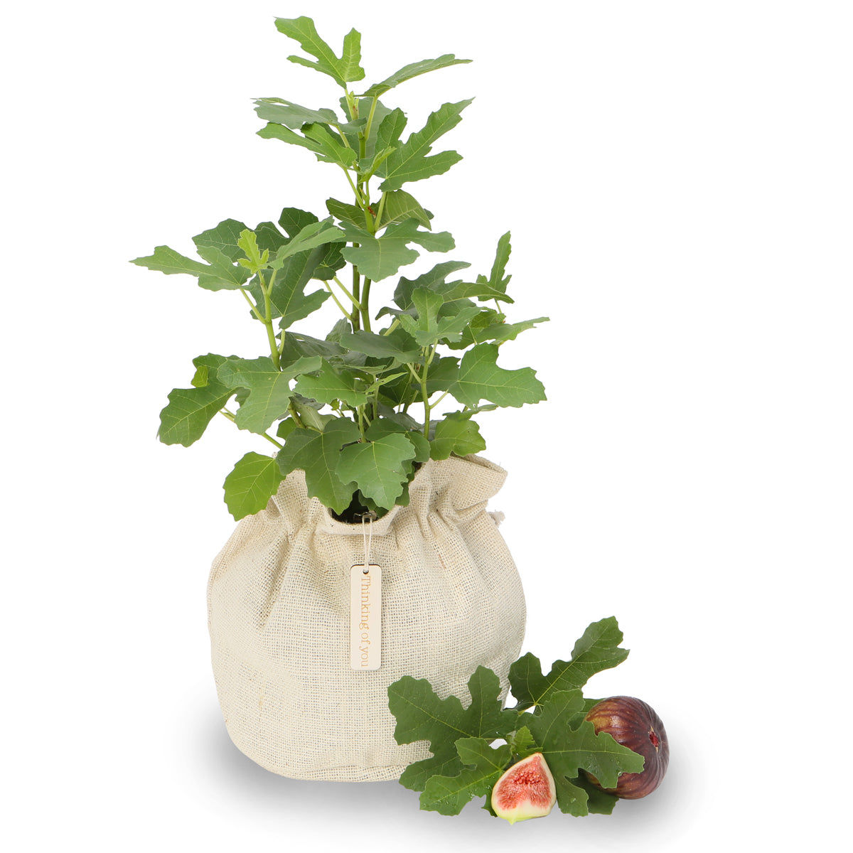 Fresh fig gift tree ~ NEW season