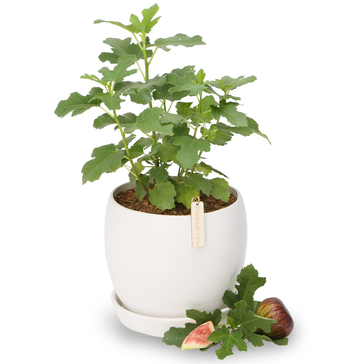 Fresh Fig potted bowls ~ NEW SEASON