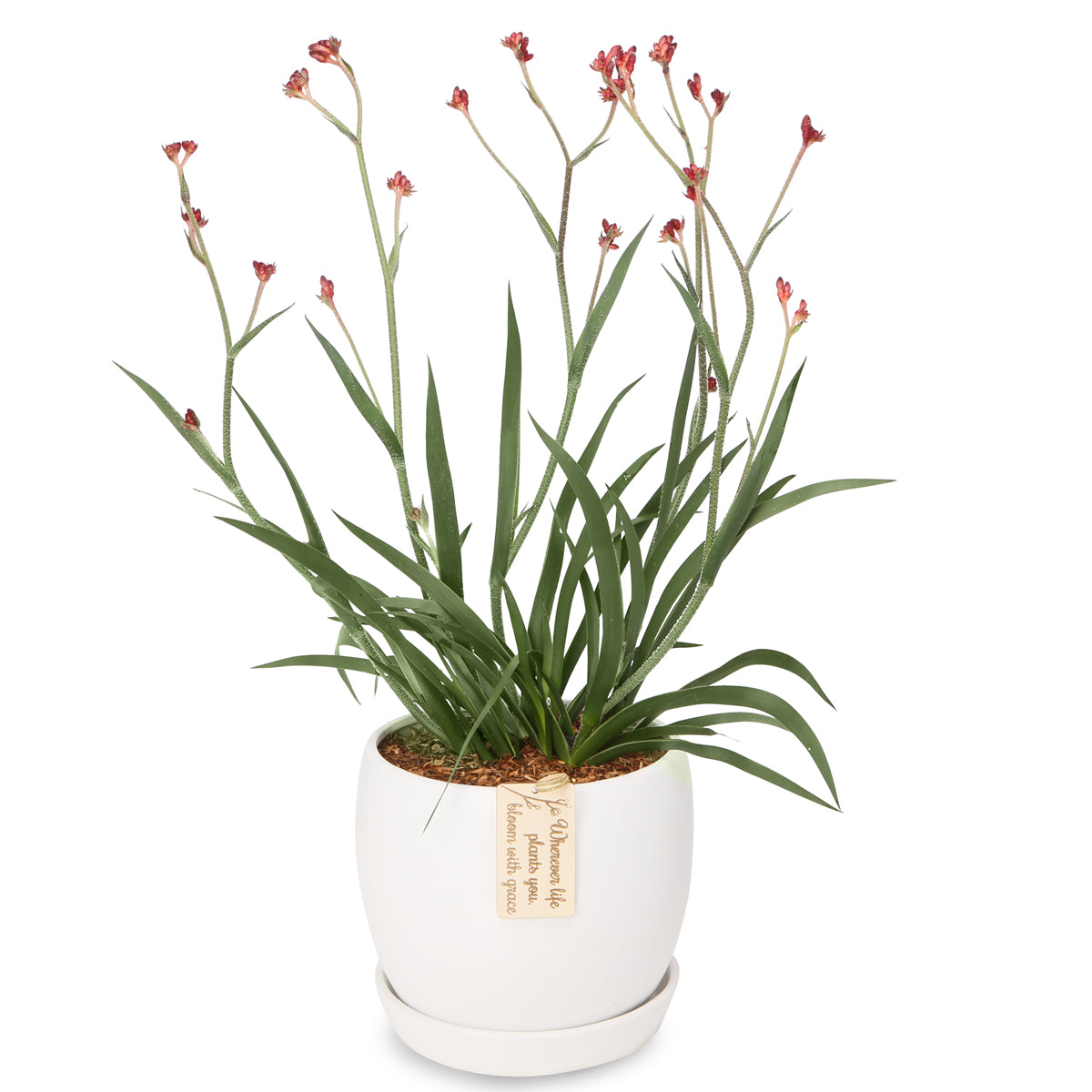 Potted Flowering Kangeroos paw Bowls