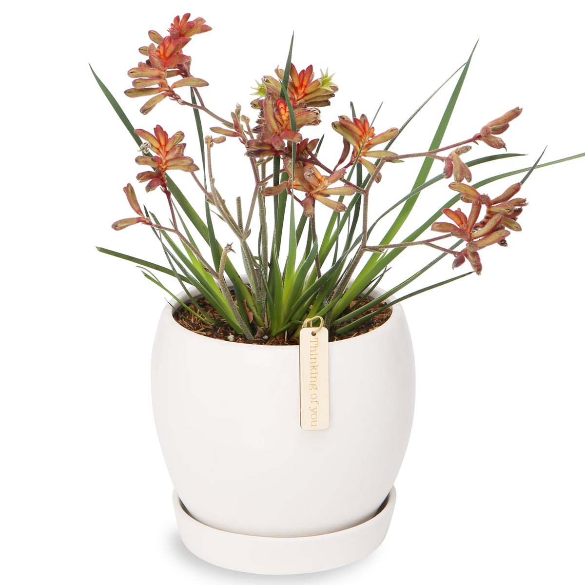 Potted Flowering Kangeroos paw Bowls