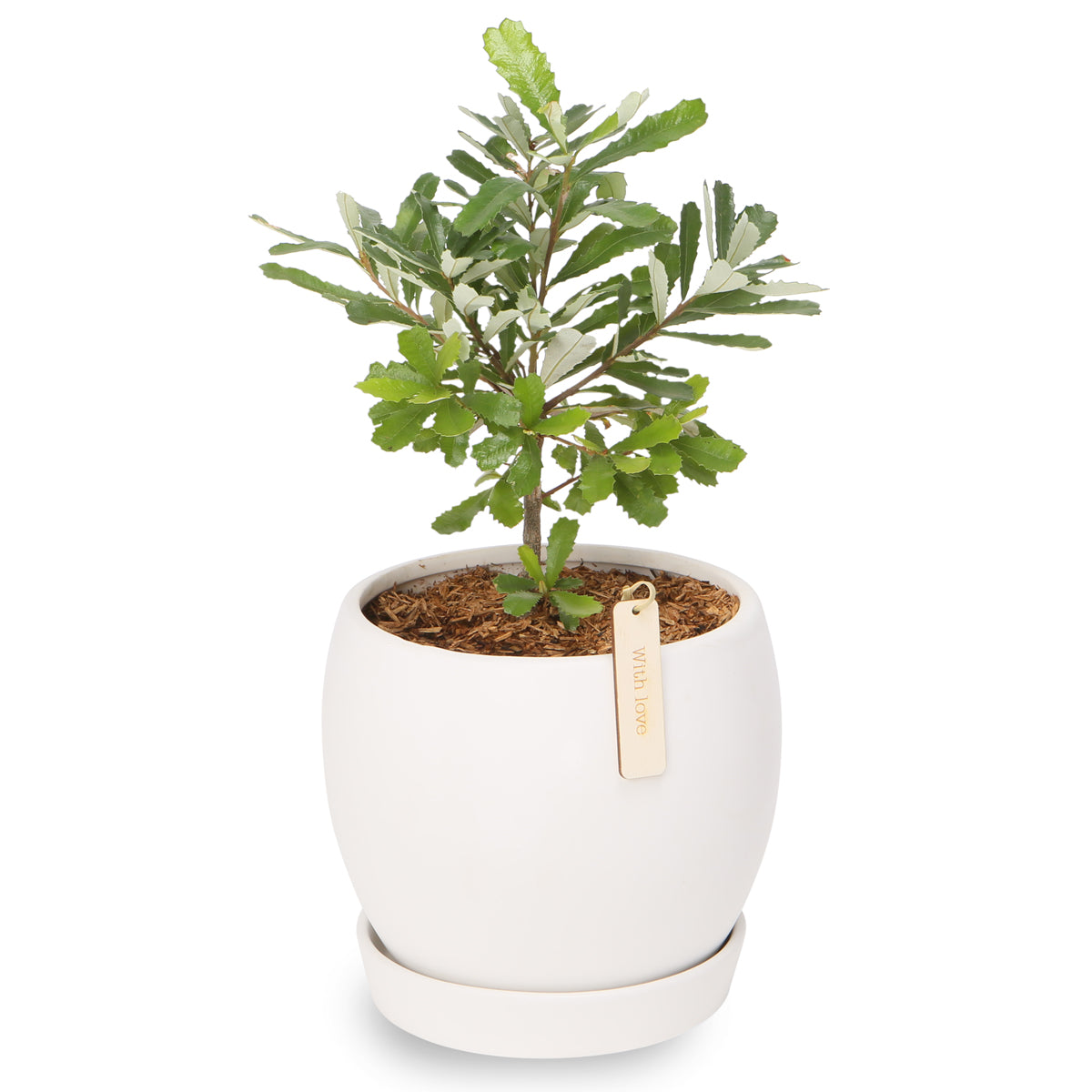 native banksia globe bowl