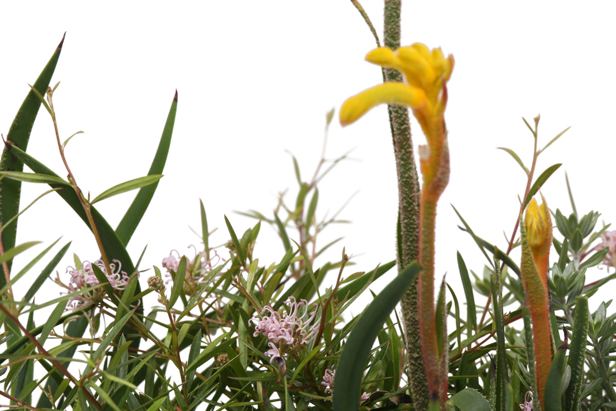 Flowering Native rectangle gift box