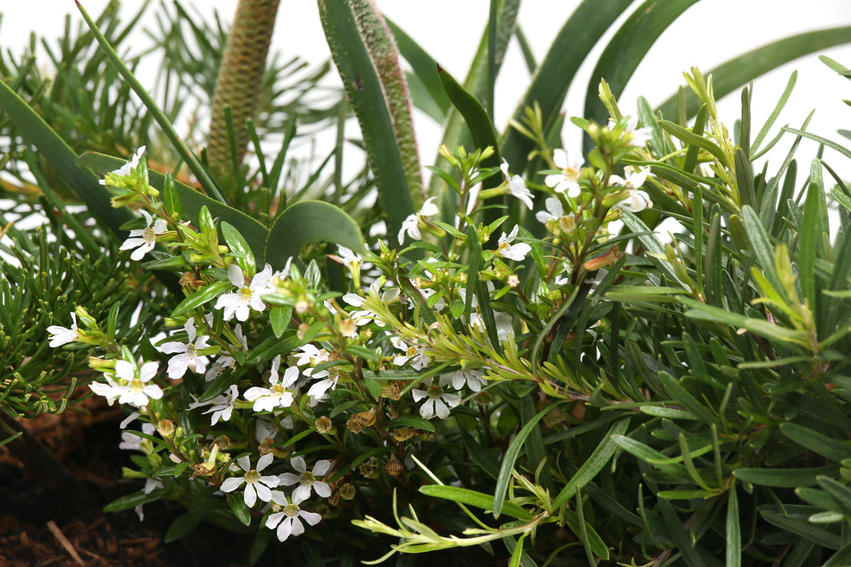 Flowering Native rectangle gift box