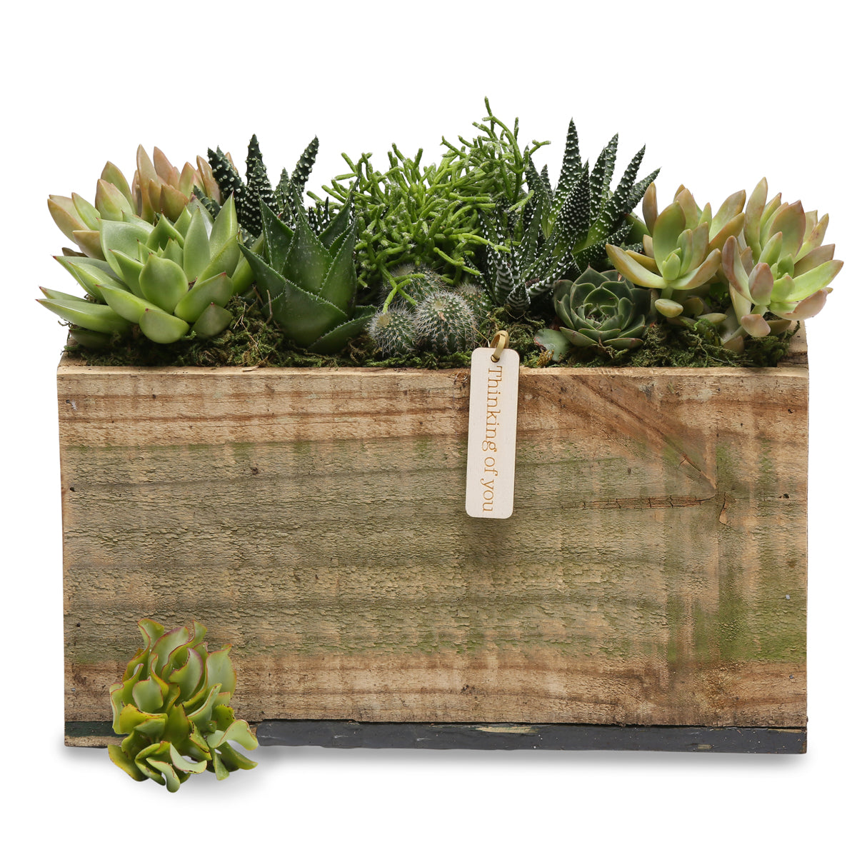 succulent rectangle gift box