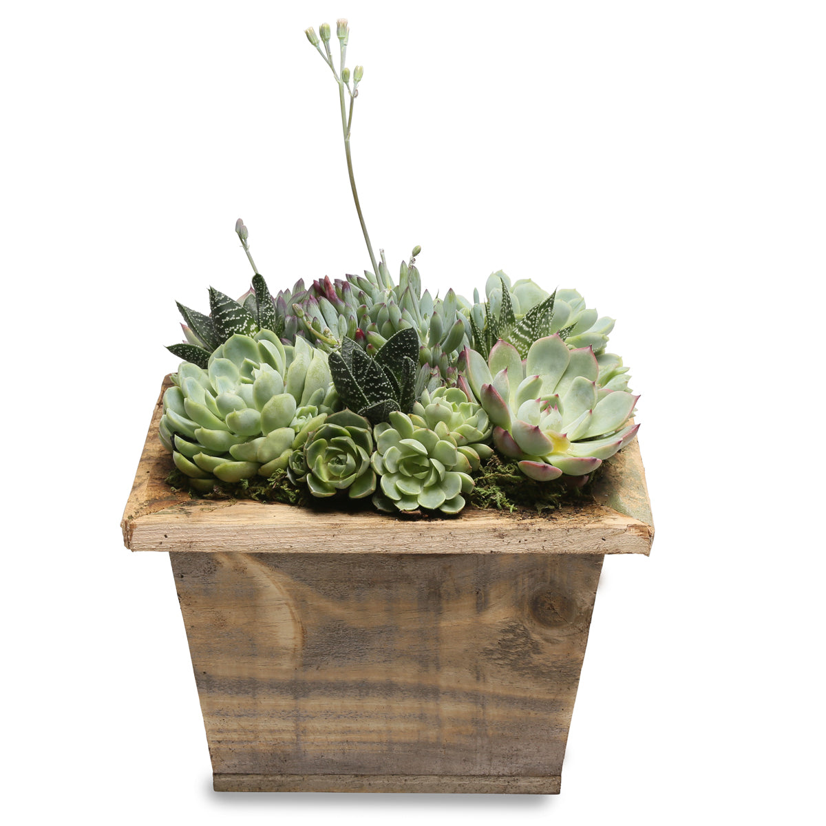 rustic succulent square centerpiece box
