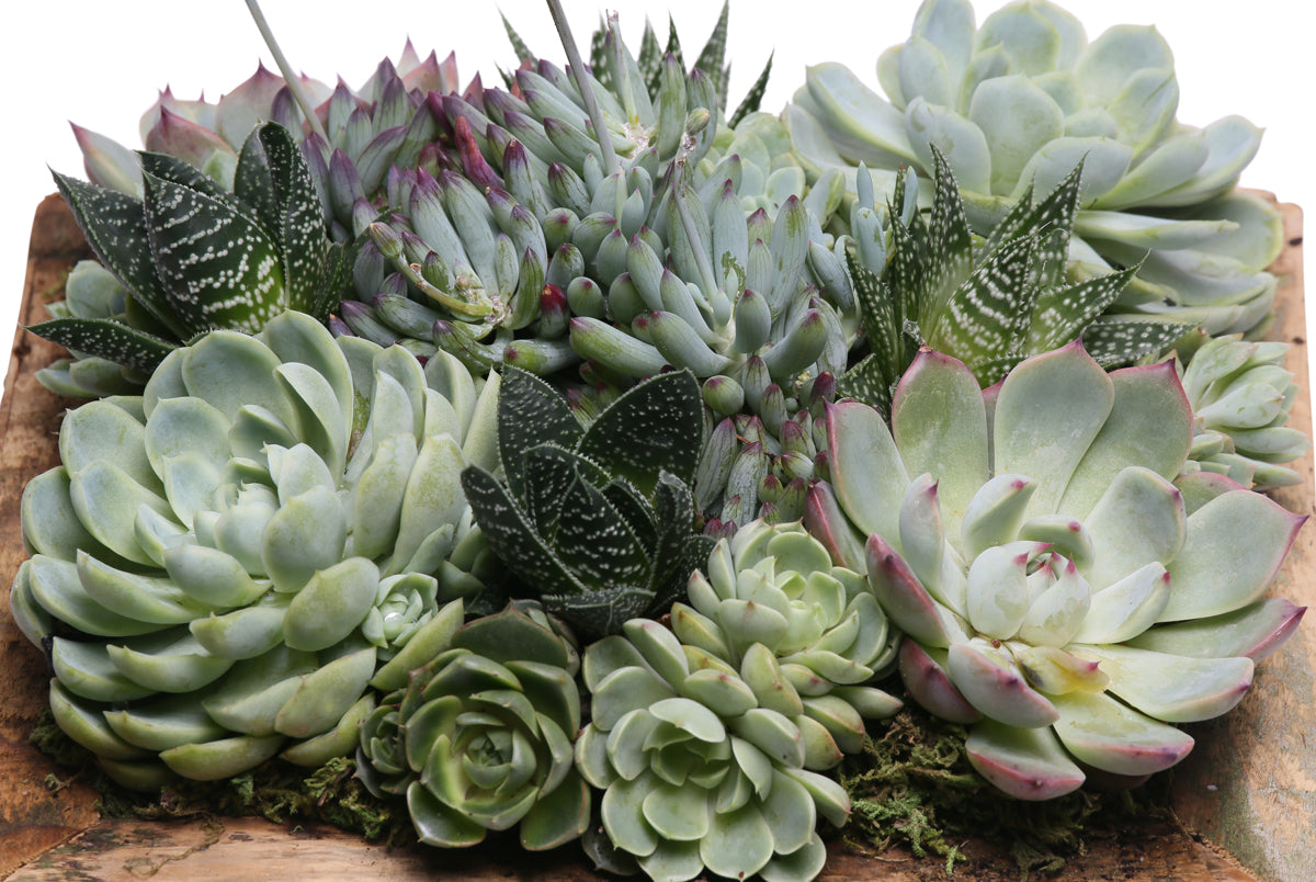 rustic succulent square centerpiece box