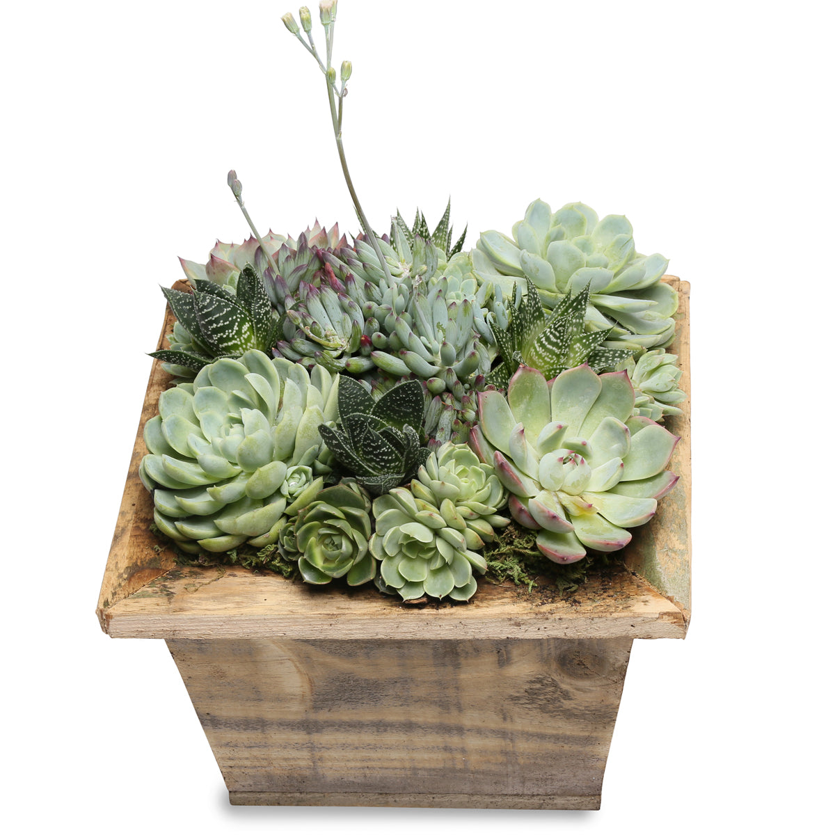 rustic succulent square centerpiece box