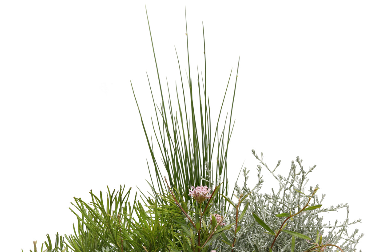 Flowering Native centerpiece box