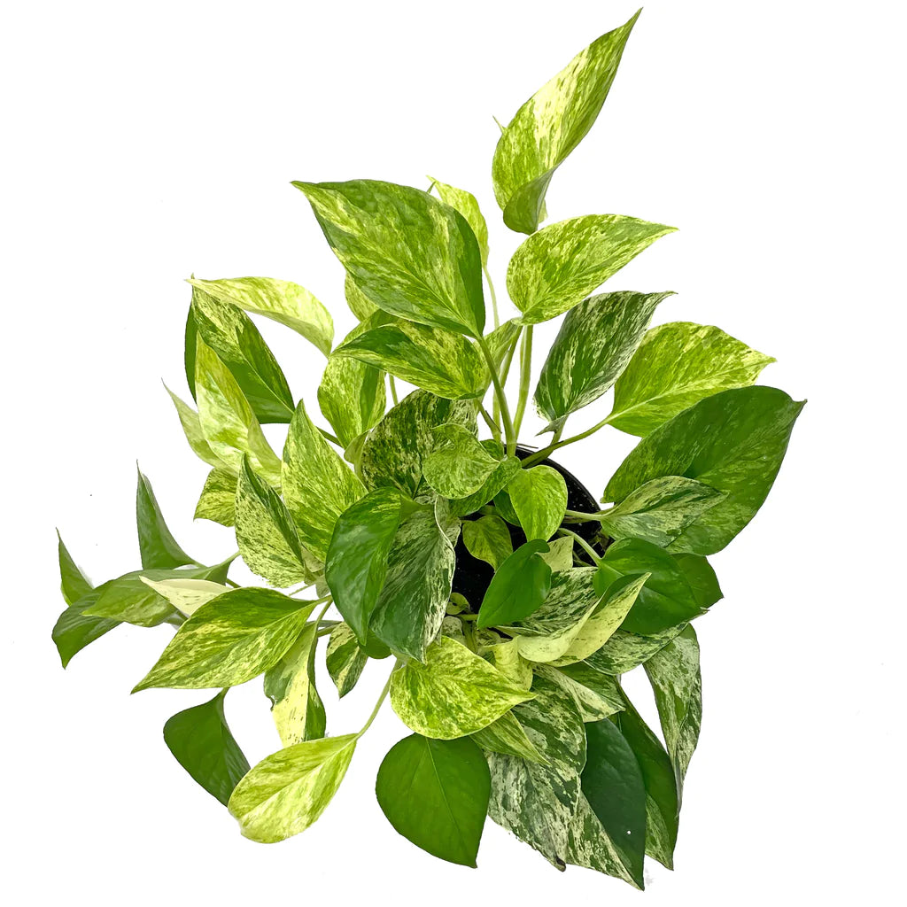 Marble Queen Buddha bowl