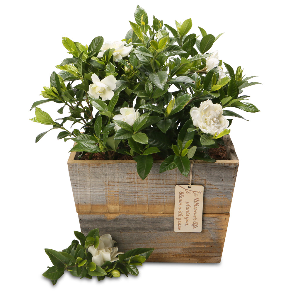 Flowering Plant Gifts Growing Gifts
