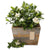 fragrant gardenia planter