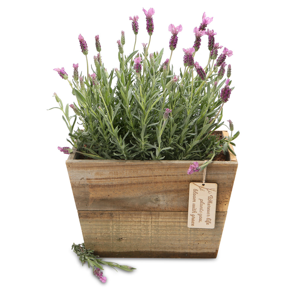 fragrant lavender planter