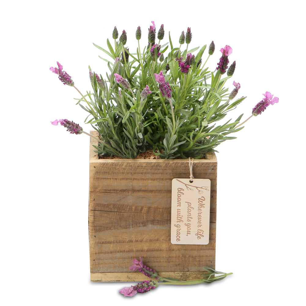 fragrant lavender square box