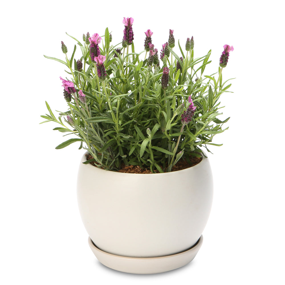 fragrant lavender Globe bowl