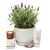 xlarge fragrant lavender orb hamper