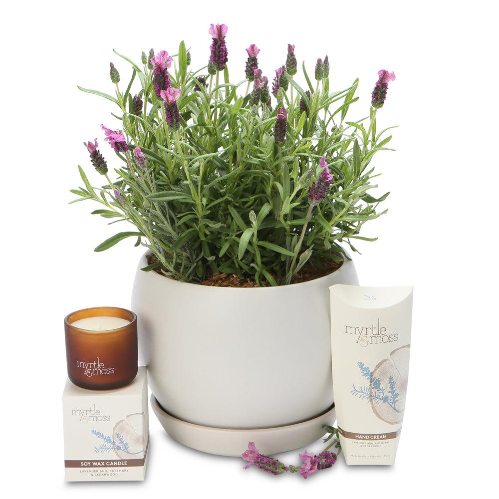 fragrant lavender globe hamper