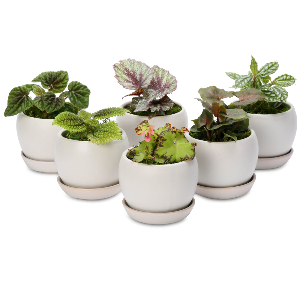 woodlands mini planter