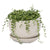 String of pearls buddha bowl