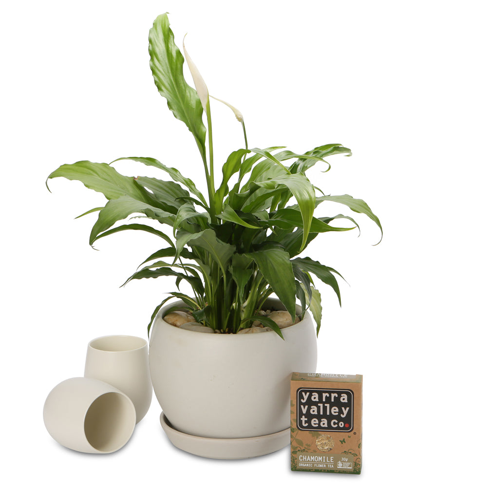 medium peace lily tea hamper