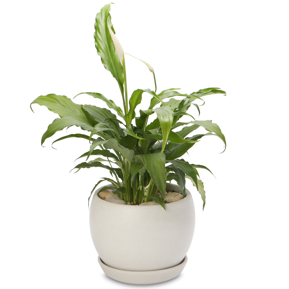 Medium peace lily globe bowl