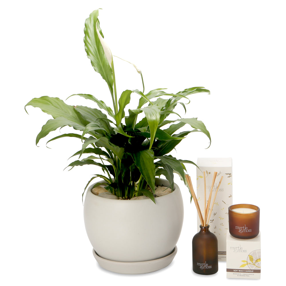 Medium peace lily Fragrant hamper