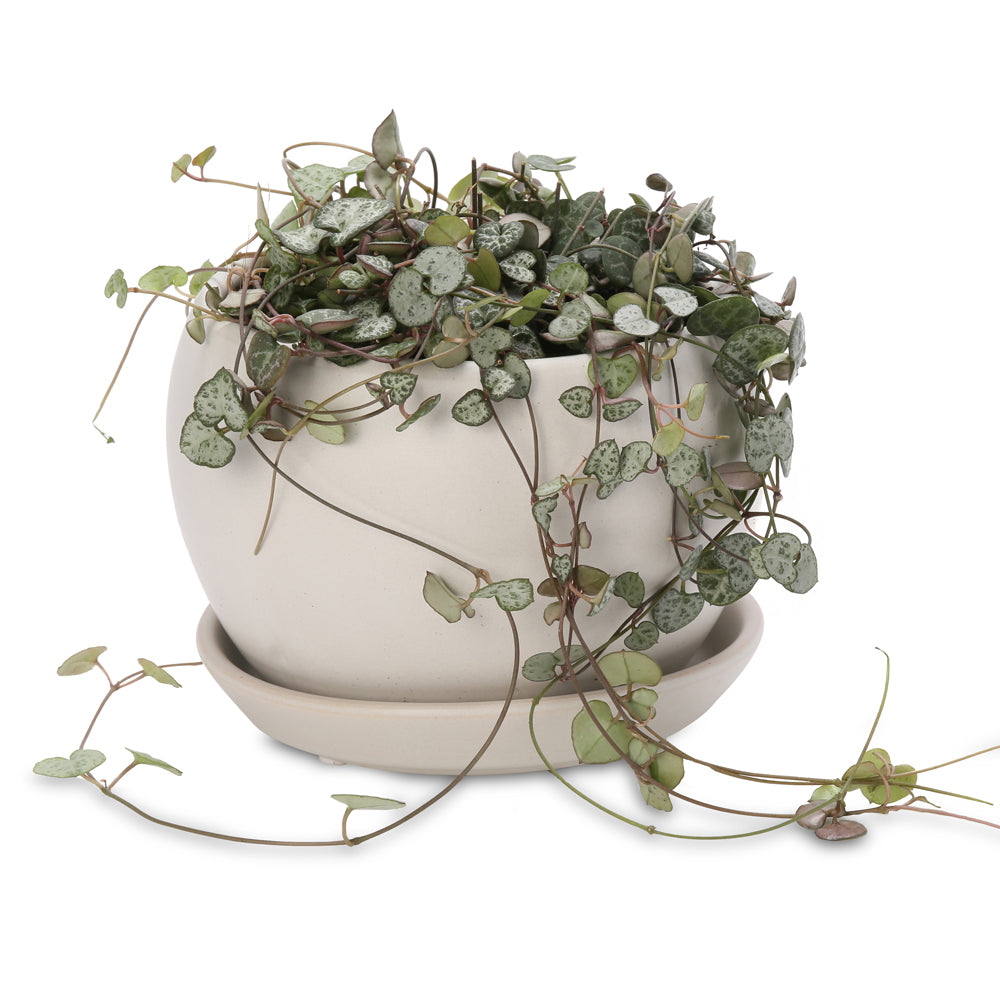 chain of hearts buddha bowl