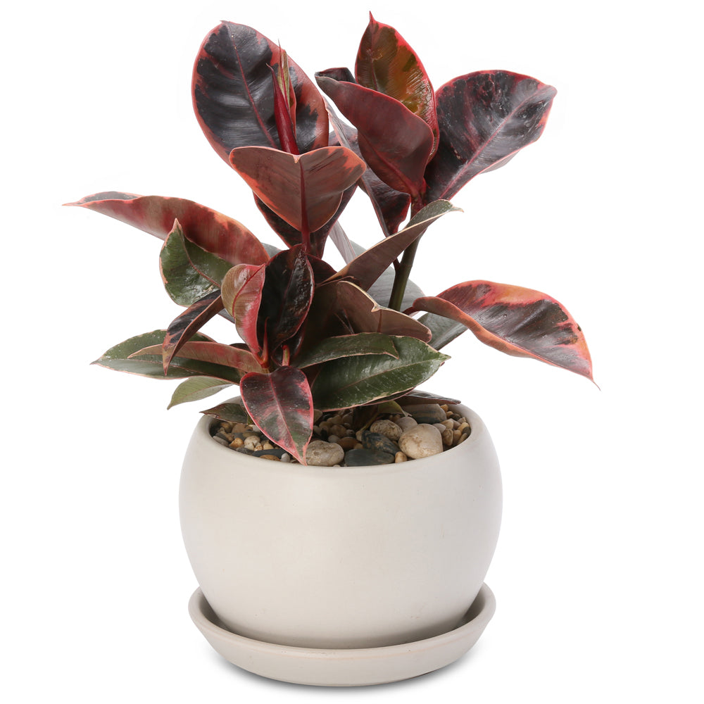 Ficus elastica buddha bowl