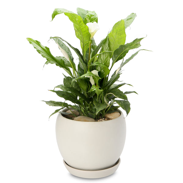 Flowering Plant Gifts Growing Gifts