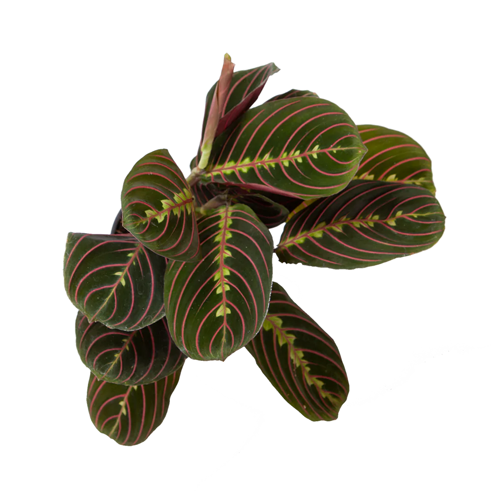 Prayer Plant buddha bowl