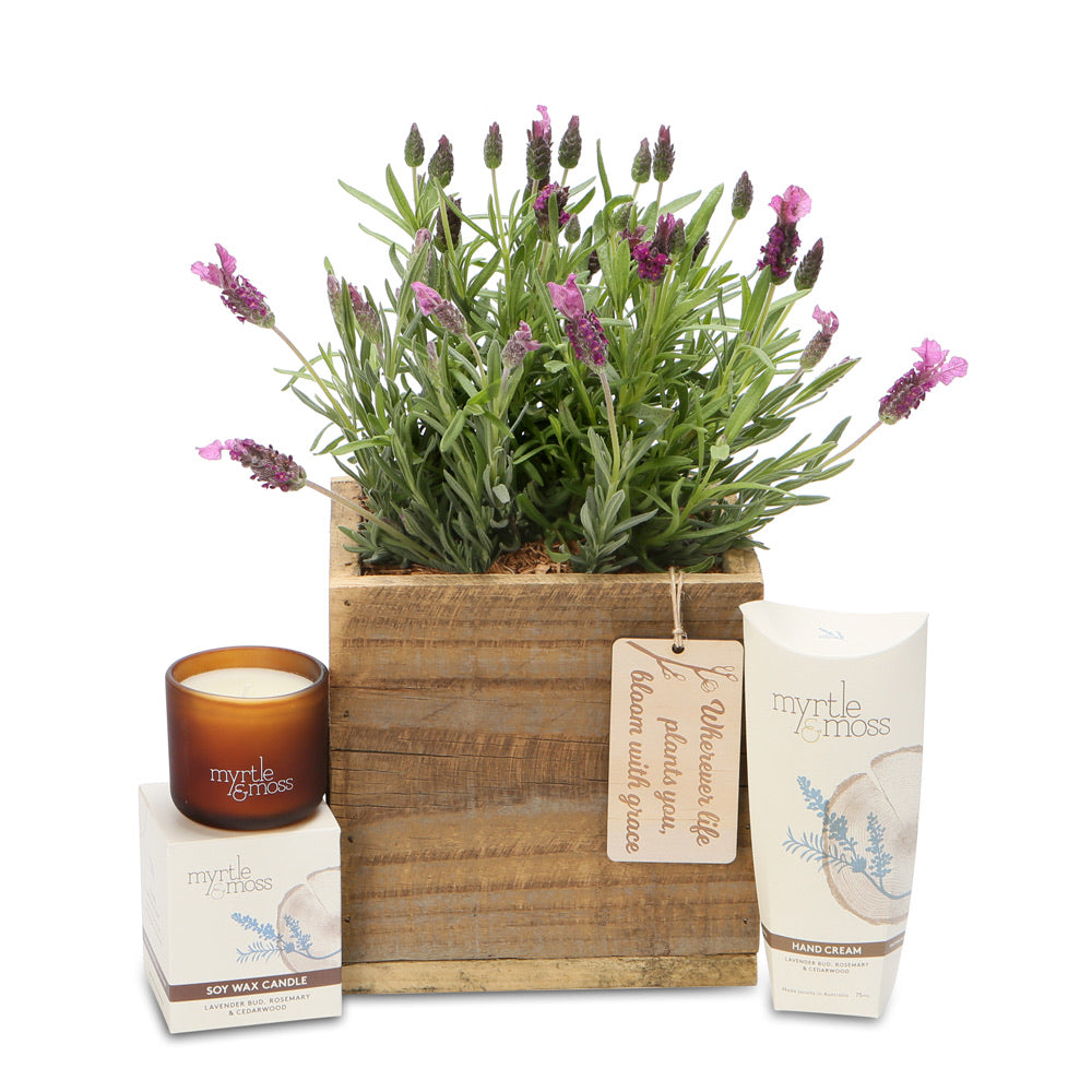 fragrant lavender box hamper