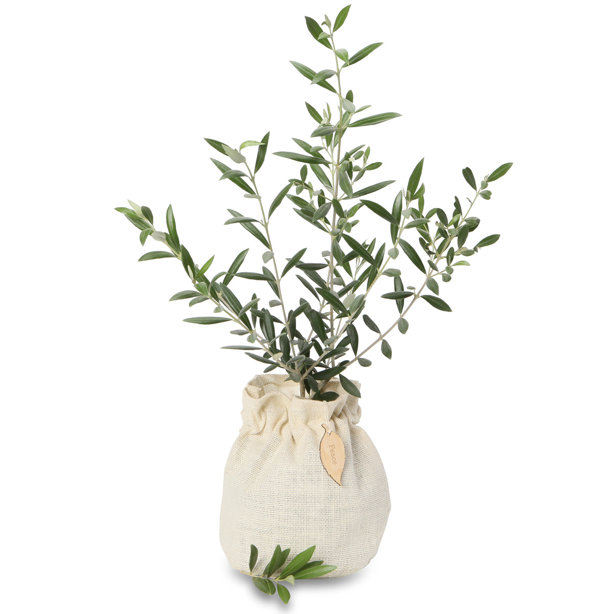 olive gift trees