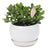 Jade Lucky Moneytree Buddha bowl