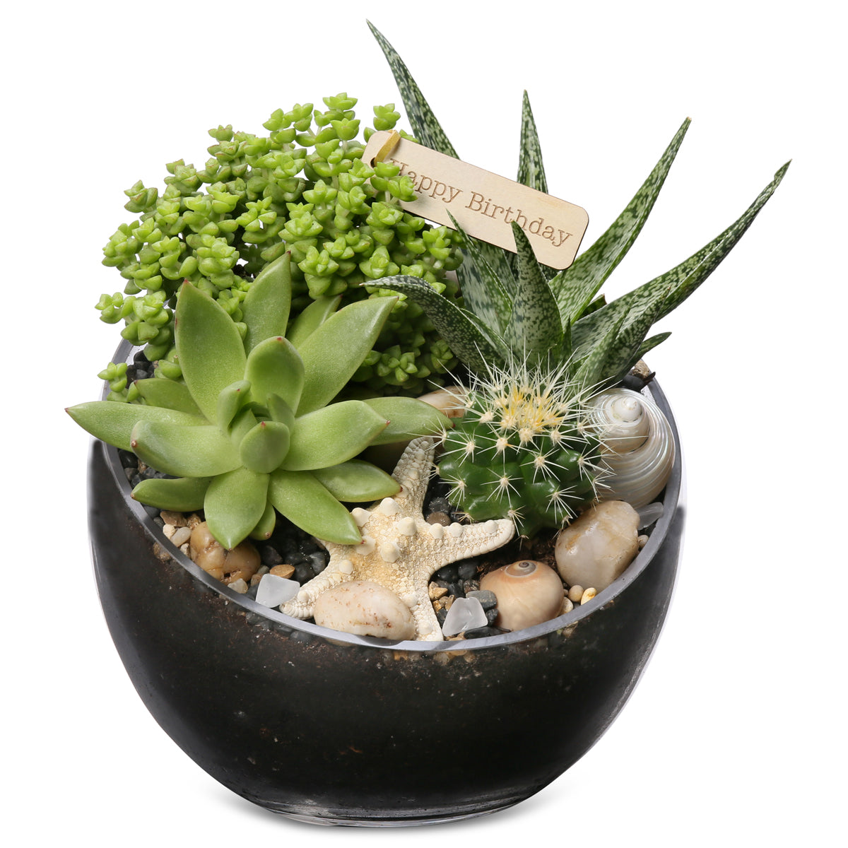 Small Stargazer slant terrarium