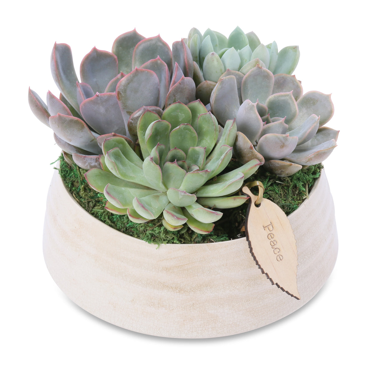 Small succulent zen bowl