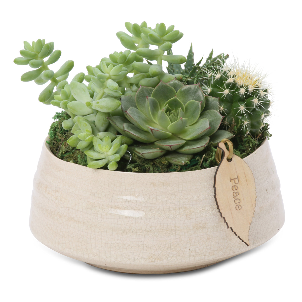 Small succulent zen bowl