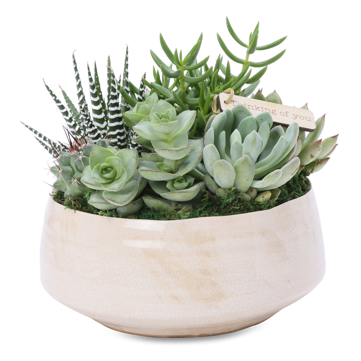 large succulent zen bowl
