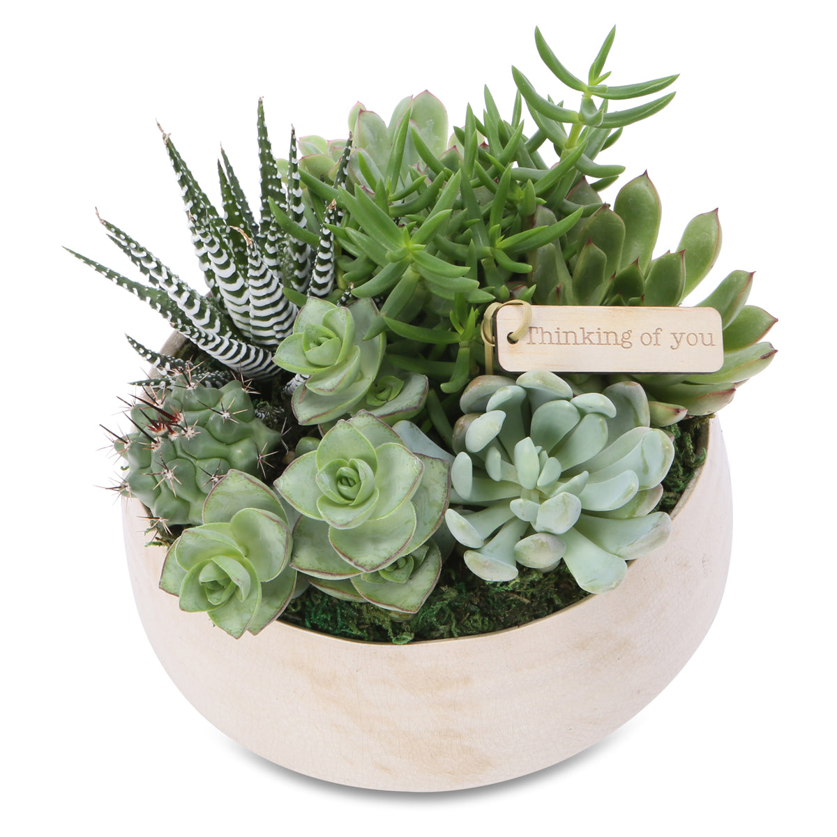 medium succulent zen bowl
