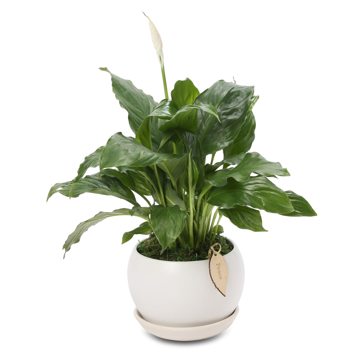 Small Peace Lily Buddha Bowl